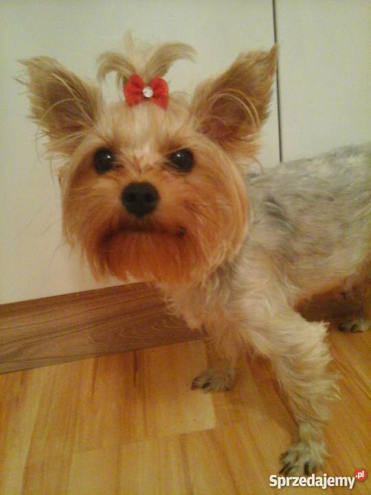 Yorkshire terrier 7 tygodni Konin