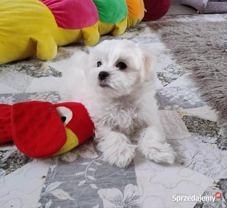 Maltańczyk suczka Racibórz