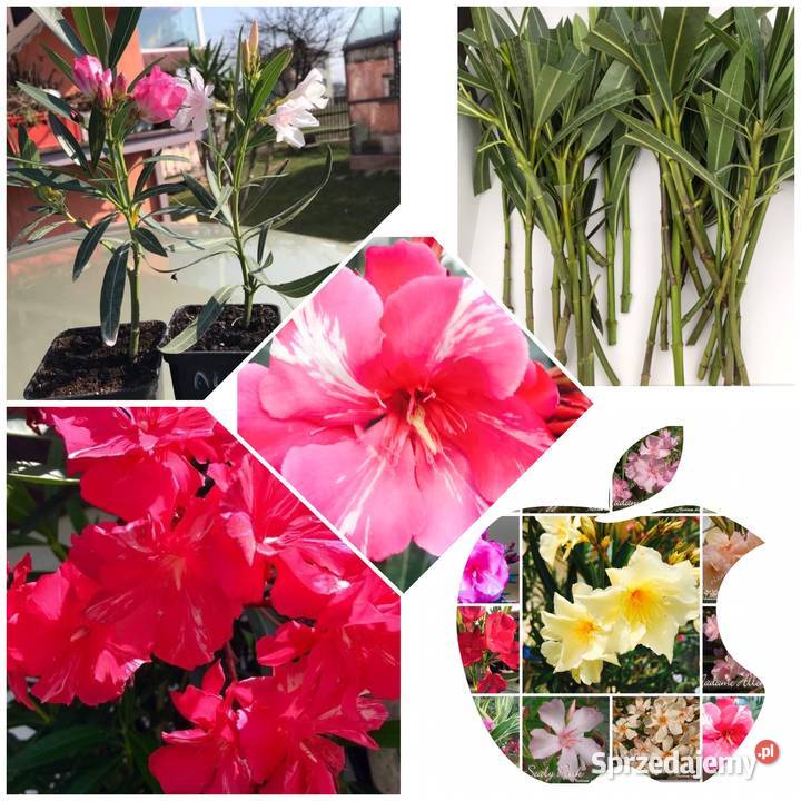 Oleander świeżo ścięte gałązki do ukorzenienia Brzeźnica