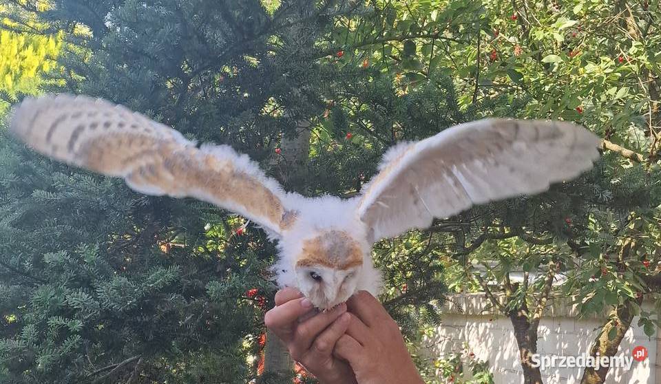 Sowa sowy płomykówki Tyto alba młode Wrocław sprzedam