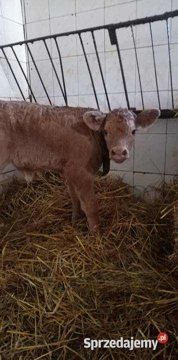 Byczki i cieliczka