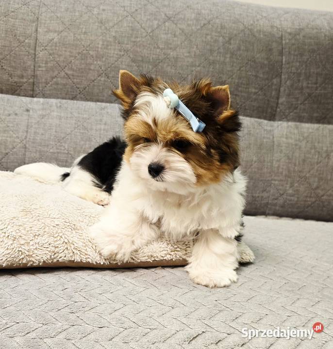 Śliczny MINI piesek Biewer York DO ODBIORU Orzesze sprzedam