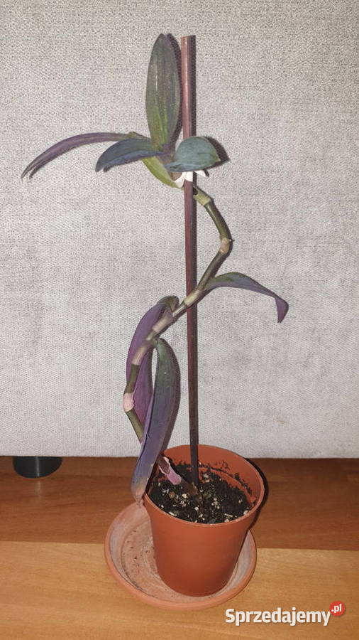 Trzykrotkasetkrezja purpurowa 37 wys Rośliny domowe Warszawa