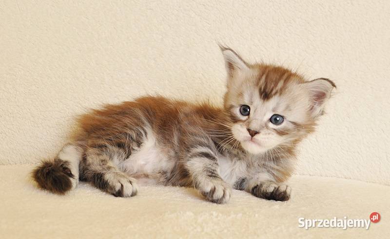 Sliczny kocurek z Rodowodem WCFPZF Legalna Koty podlaskie Białystok sprzedam