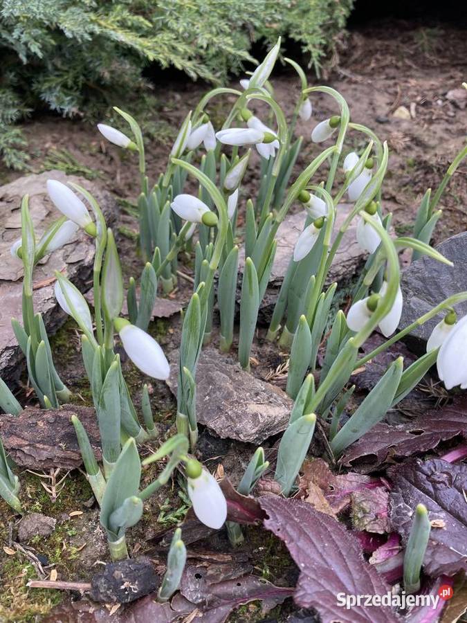 Przebiśnieg sadzonki cebule Lublin