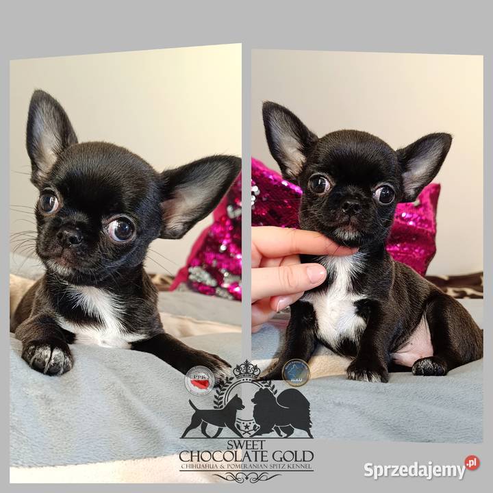 Chihuahua krótkowłosa piesek czarny unikatowy łódzkie