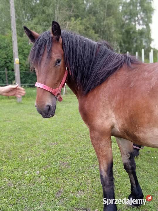 Sprzedam wałacha wielkopolskie