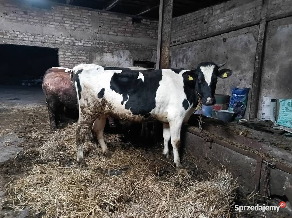 Jałówka wysokocielna Dominowo