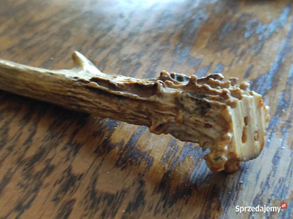 poroże porostki rogi jelenia kozła daniela Kielce