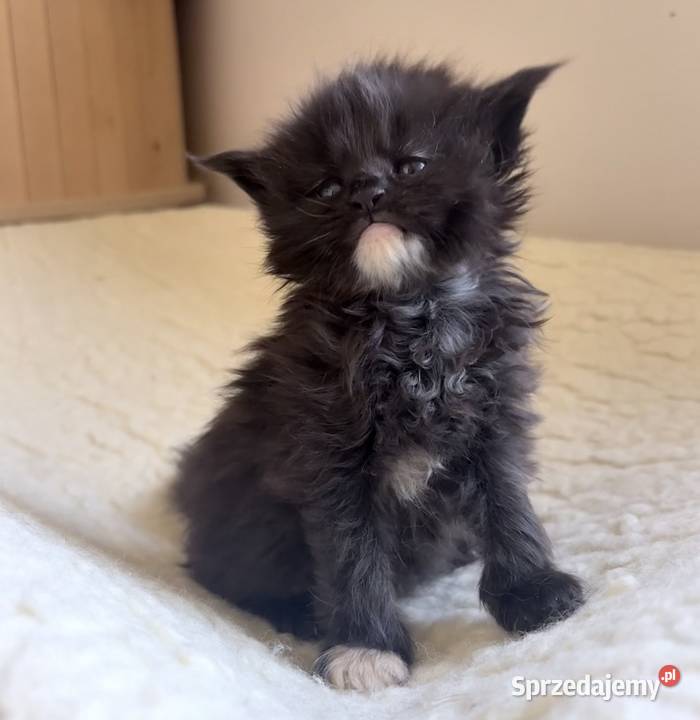 Maine Coon importach