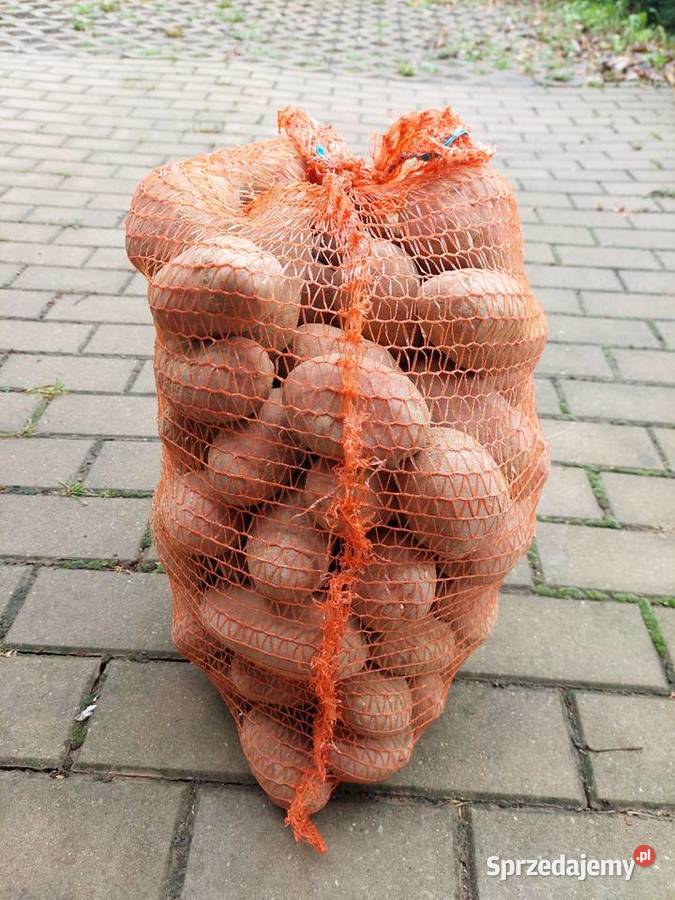 Ziemiaki jadalne Bellarosa Marabel Batorz