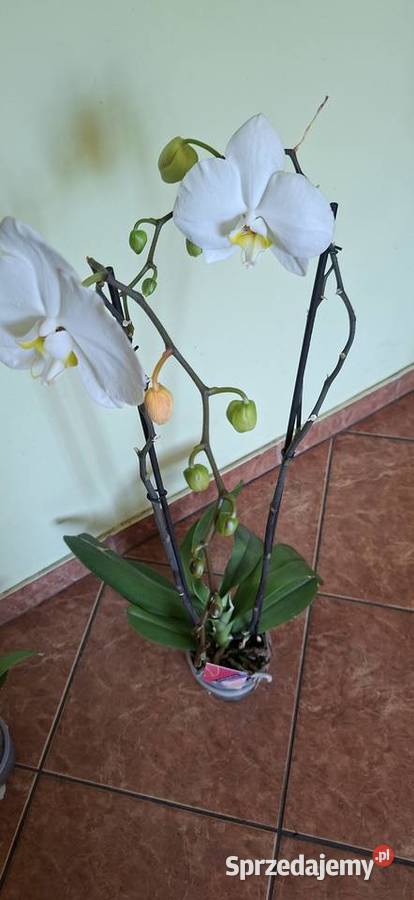 Orchidea biały stoczyk wysokość 7080 wysyłka Morąg