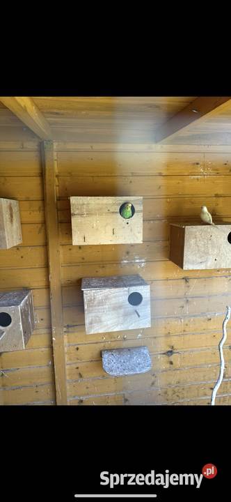 Papugi faliste Lubska