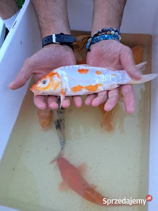 Karp koi 1625 Puławy