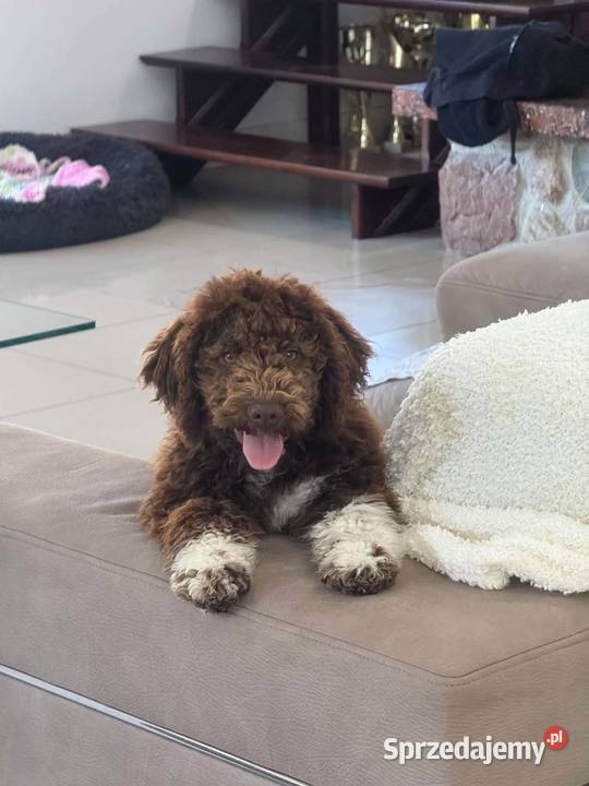 Lagotto Romagnolo ZKwPFCI Jack Russell Terrier Jakubowice Konińskie