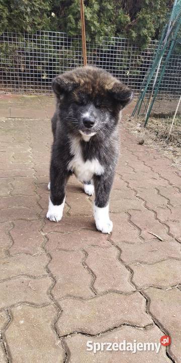 Akita inu pręgowana sunia Zkwp Rajszew