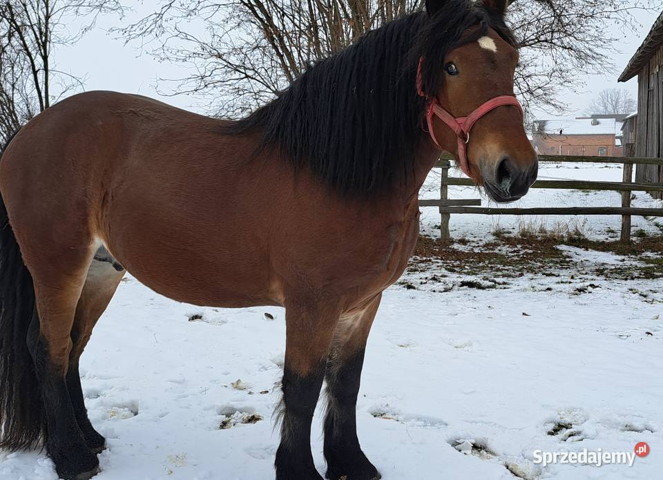 Sprzedam konie zimnokrwiste Konie Nowe Karmonki