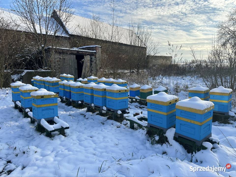 Pasieka na sprzedaż zdrowe i silne pszczoły Twardawa