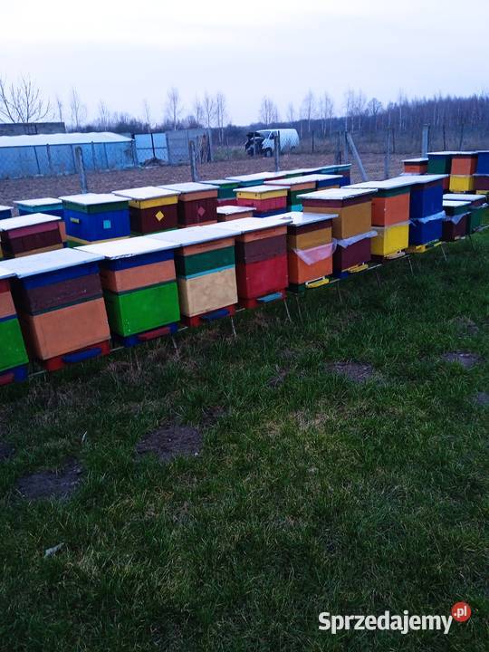 Sprzedam rodziny pszczele Pszczelarstwo Odrzywół