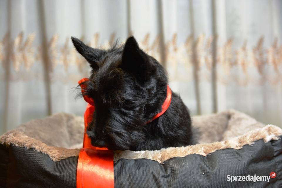 Terrier Szkocki rasowa suczka 4mce rodziny ZKwP Mińsk Mazowiecki sprzedam