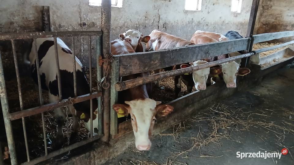 Byczki do dalszego chowu