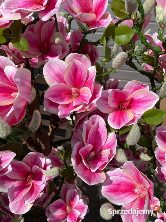 Sztuczne drzewko magnolii 180 małopolskie Golkowice sprzedam