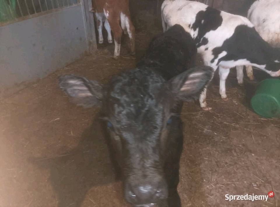 Byczki do dalszego chowu Mzurowa