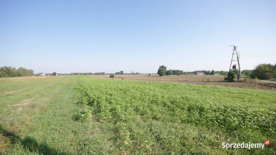 Działka rolno budowlana 96a Rudka Gołębska utwardzona Nieruchomości