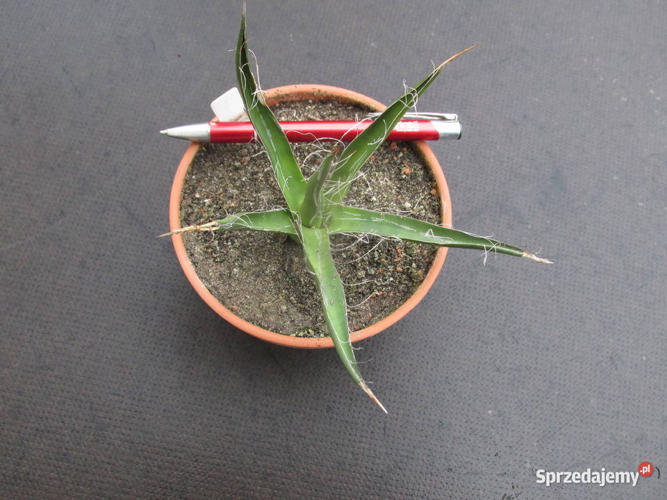 Agawa kolekcjonerska Agave filifera subsp Kraków
