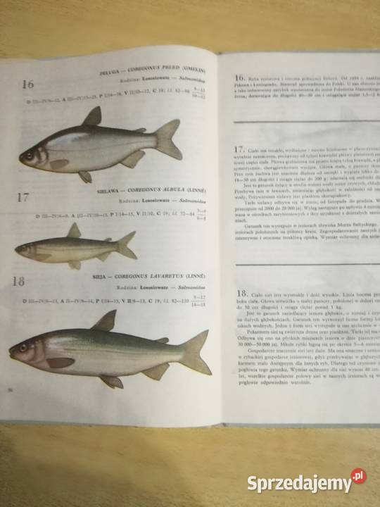 Atlas Ryby wód polskich twarda lubelskie Lublin