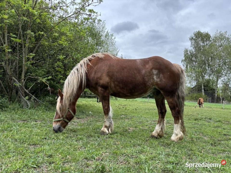Sprzedam klacze zimnokrwiste Zwierzęta Siemień