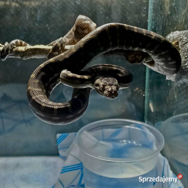 Morelia bredli Kraków