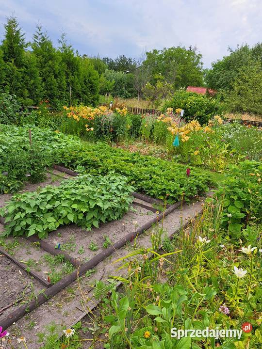 Działka na terenie ROD Relaks 543 działkaAltana Sprzedaż Ostrów Wielkopolski