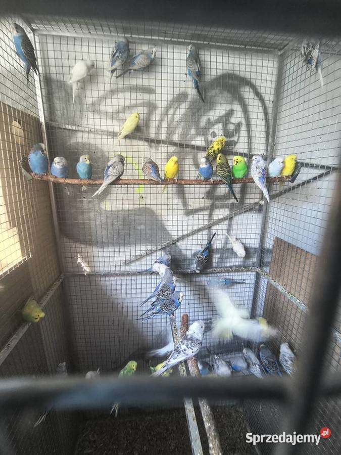 Papugi rózne Jaworowa