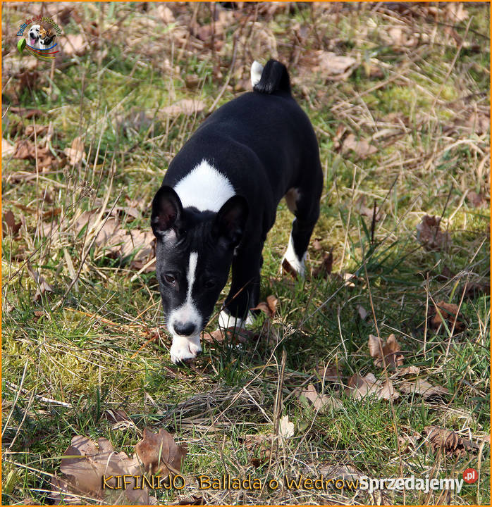Basenji szczenięta FCI Barczewo