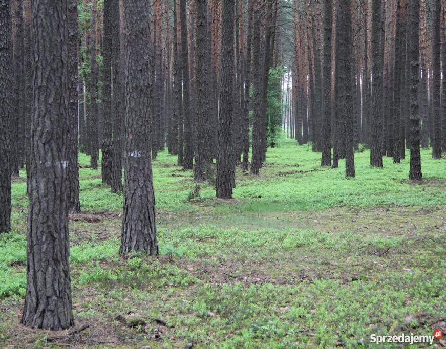 Działka budowlana w pobliżu jeziora kujawsko-pomorskie Skoki Małe