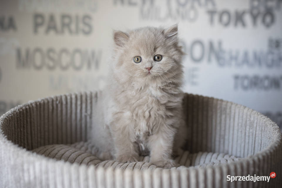Brytyjski Długowłosy Kocur Długowłosy Płowy Kaźmierz sprzedam