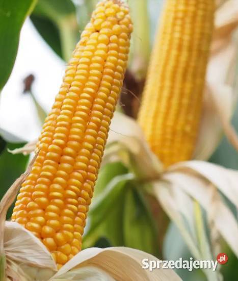 Kukurydza DANUBIO Opti 101