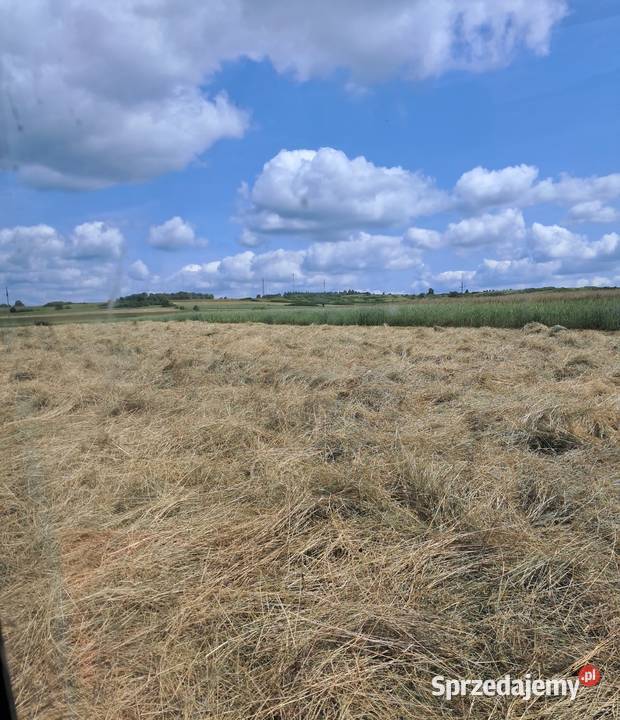 Siano w kostkach zbiór 2025