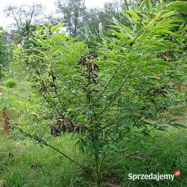 NIKLA INDYJSKA Cajanus cajan NASIONA 100g Dom i Ogród Lubanie sprzedam