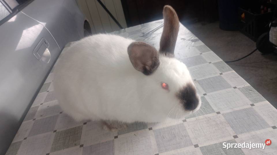 Samica Kalifornia Czarzyzna sprzedam