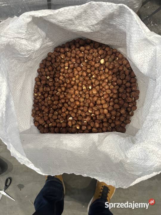 Jadro orzecha laskowego 1315 mm Gruzja Białystok