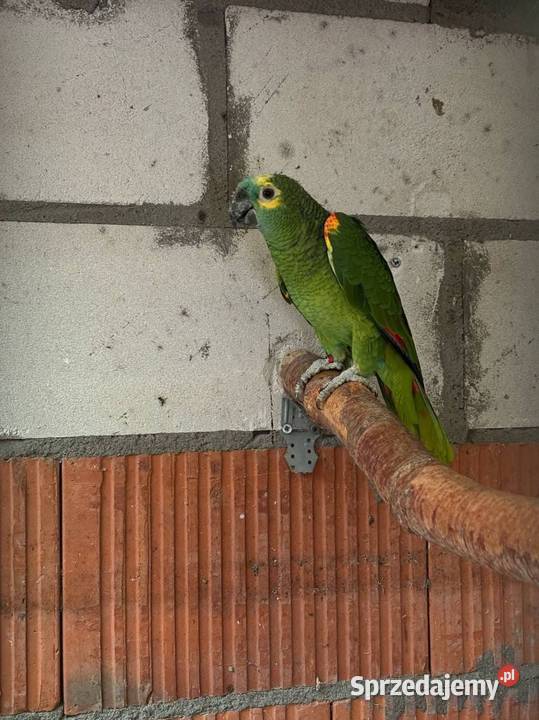 Para Amazonki niebieskoczelne Damasławek sprzedam