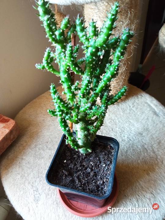 A może żyworódkę Rośliny domowe podlaskie Białystok sprzedam