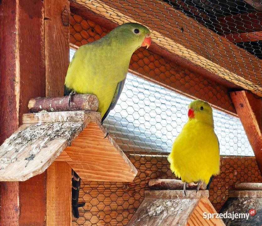 Papugi Księżniczki Słoneczne z dokumentami Zwierzęta Lubliniec
