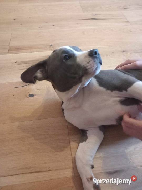 Amstaff American Staffordshire Terrier blue Załawcze