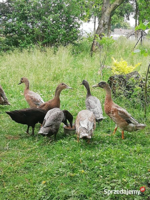 Sprzedam kaczki bieguski śląskie Górki Wielkie