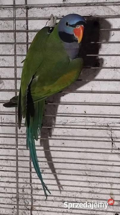 Papugi aleksandretty chińskie śląskie