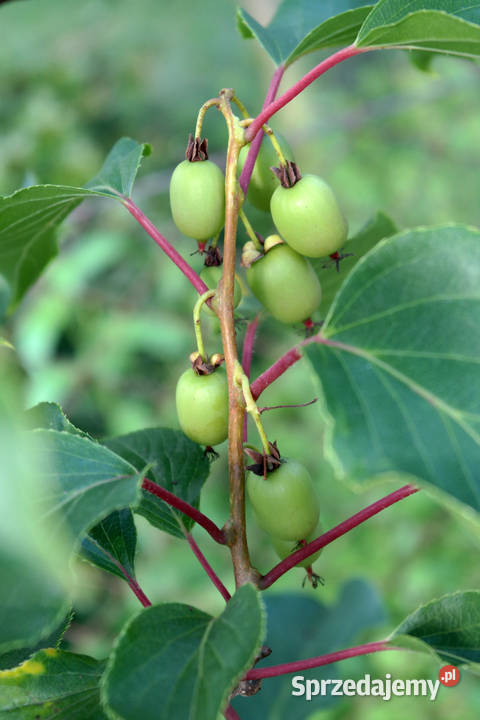 Sprzedam działkę ROD Lotnik Stachowicka rekreacyjna Sprzedaż Wrocław