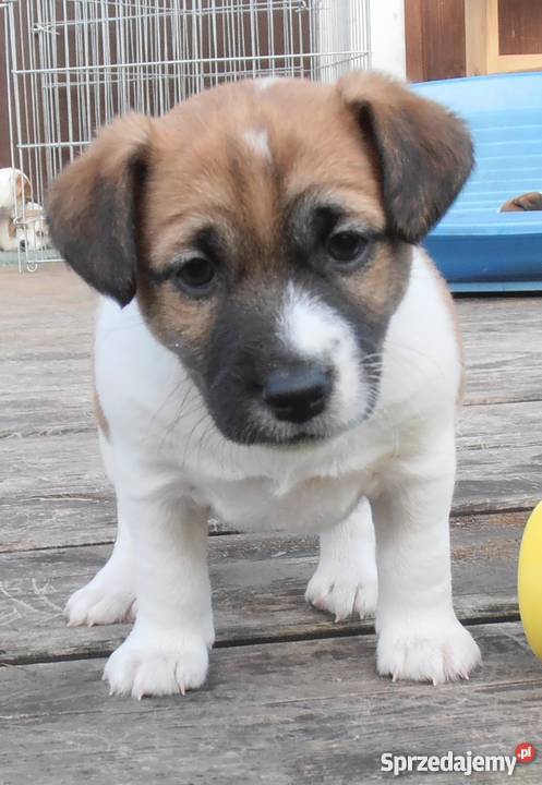 JACK RUSSELL TERRIER 100 GŁADKOWŁOSE metryka FCI Konstancin-Jeziorna sprzedam